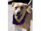 Adopt Kisha a Cattle Dog