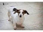 Adopt Nutmeg a Dachshund