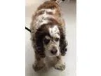 Adopt Lacey a White - with Brown or Chocolate Cocker Spaniel  Mi
