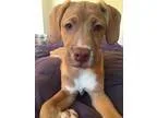 Adopt Copper a RedGoldenOrangeCh estnut Vizsla  Hound (Unknown T