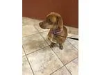 Adopt Vienna a Dachshund