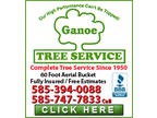 Ganoe Tree Service