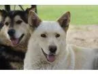 Adopt Lordess a Husky