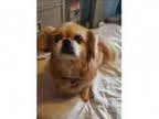 Adopt Katie a Tibetan Spaniel Mixed dog in Vancouver BC (