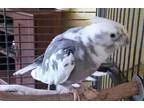 Adopt Oreo a Gray Cockatiel bird in Tampa FL (15530283)