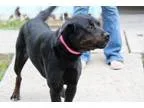 Adopt Mitzi a Rottweiler