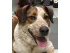 Adopt Bo a BrownChocolate - with White Australian Shepherd  Aust