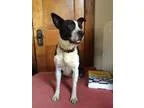 Adopt Cody a Miniature Pinscher