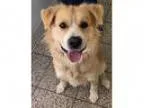 Dog Training School