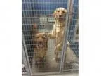 Adopt Crum a Golden Retriever