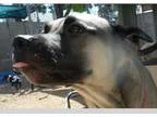 Adoption Special This Weekend