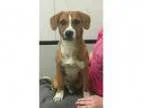 Adopt Cody a Jack Russell Terrier Basenji