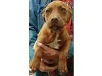 Adopt Sheila a RedGoldenOrangeCh estnut American Pit Bull Terrie