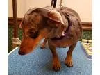 Adopt Izzy a Dachshund  Mixed dog in Mobile AL (15508328)