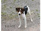 Adopt Elliot- Coming 521-Taking App a Tricolor (TanBrown and Bla