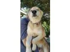 Adopt Max a TanYellowFawn - with White German Shepherd Dog  Aust