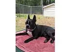 Adopt Rocky Evers a Boston Terrier