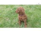Red Standard Poodle Female Puppy 2