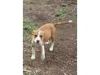 Adopt Fergie a RedGoldenOrangeCh estnut American Pit Bull Terrie