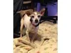 Adopt Precious a Rat Terrier