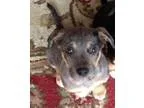 Adopt Greyhawk a Catahoula Leopard Dog