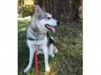 Adopt Nika a Alaskan Malamute Mixed dog in West Vancouver BC (
