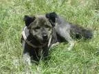 Adopt Clementine a Chow Chow Australian Shepherd