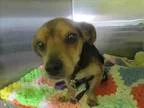 Adopt Nugget a RedGoldenOrangeCh estnut - with Black Dachshund  