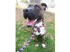 Adopt Taz a American Staffordshire Terrier  Boston Terrier  Mixe