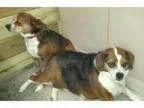 Adopt Dixie a Beagle Pug