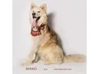 Adopt Mikko a White Alaskan Malamute  Mixed dog in Riverside CA 
