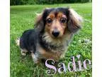 Adopt Sadie a Dachshund
