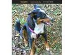 Adopt Maresa a Australian Shepherd
