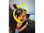 Adopt OCTAVIA a Black and Tan Coonhound  Mixed dog in Little Roc