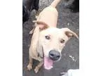 Adopt Humphrey a TanYellowFawn Labrador Retriever  Mixed dog in 