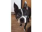 Adopt Bentley a Boston Terrier