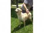 Adopt Dymon a Golden Retriever Labrador Retriever