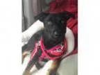 Adopt Beckham a Rottweiler