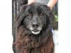 Adopt SHADOW a Newfoundland Dog
