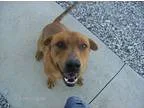 Adopt Kino a RedGoldenOrangeCh estnut Labrador Retriever  Mixed 