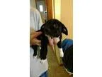 Adopt CALYPSO a Beagle Dachshund
