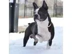 Adopt Herman a Boston Terrier  Mixed dog in Golden CO (15340175)