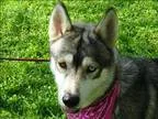 Adopt Arctic a Siberian Husky