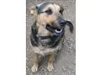 Adopt Charlie a German Shepherd Dog  Mixed dog in Duncan BC (151