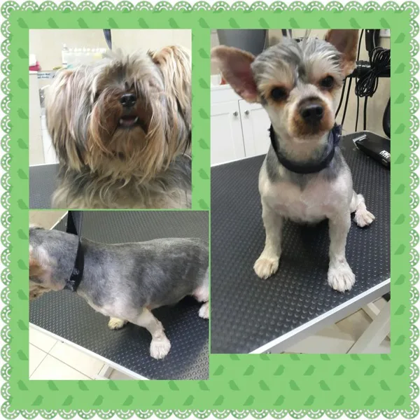 Dog GroomingWalking andBoarding