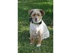 Adopt Diesel a Australian Shepherd