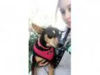 Adopt Cindy a Miniature Pinscher