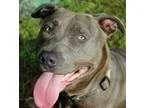 Adopt Khaiya a GrayBlueSilverSal t and Pepper American Pit Bull 