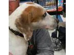 Adopt Phil a Hound