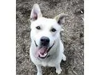 Adopt Mani a Husky  Mixed dog in Duncan BC (15240815)
